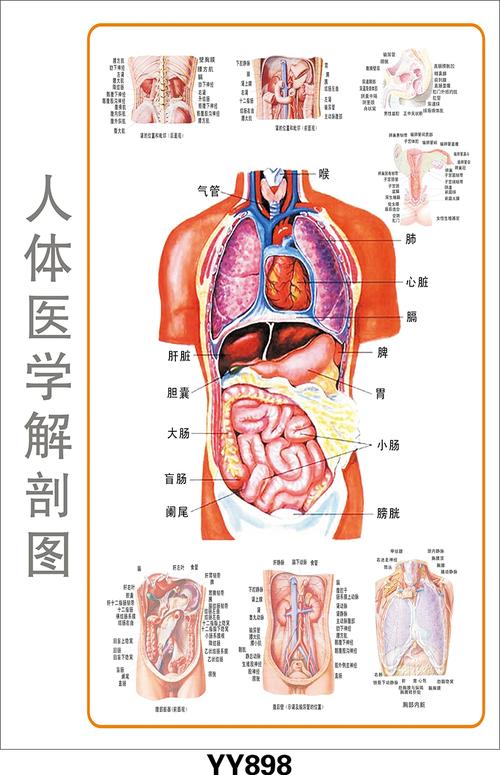 醫(yī)學(xué)教學(xué)彩色掛圖、軟件、光盤(pán)