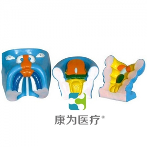 “康為醫(yī)療”口腔、鼻及舌的發(fā)生模型