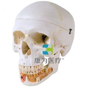 經(jīng)典顱模型帶有開(kāi)放下頜， 3部分