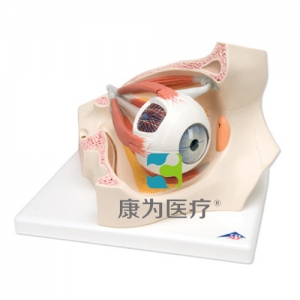 眼窩中的眼模型，實(shí)物的3.5倍，8部分